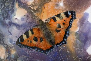 aglais urticae