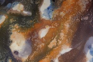aglais urticae
